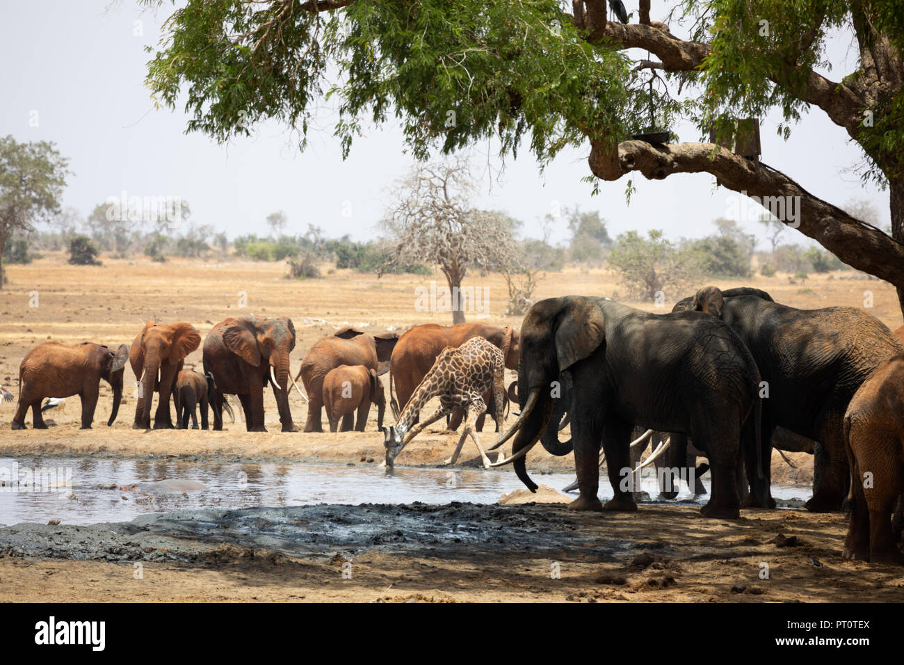 Parco nazionale orientale di tsavo, Kenya, Africa: un branco di elefanti africani e una giraffa a Watering Hole sulla savana secca in dopo Foto Stock