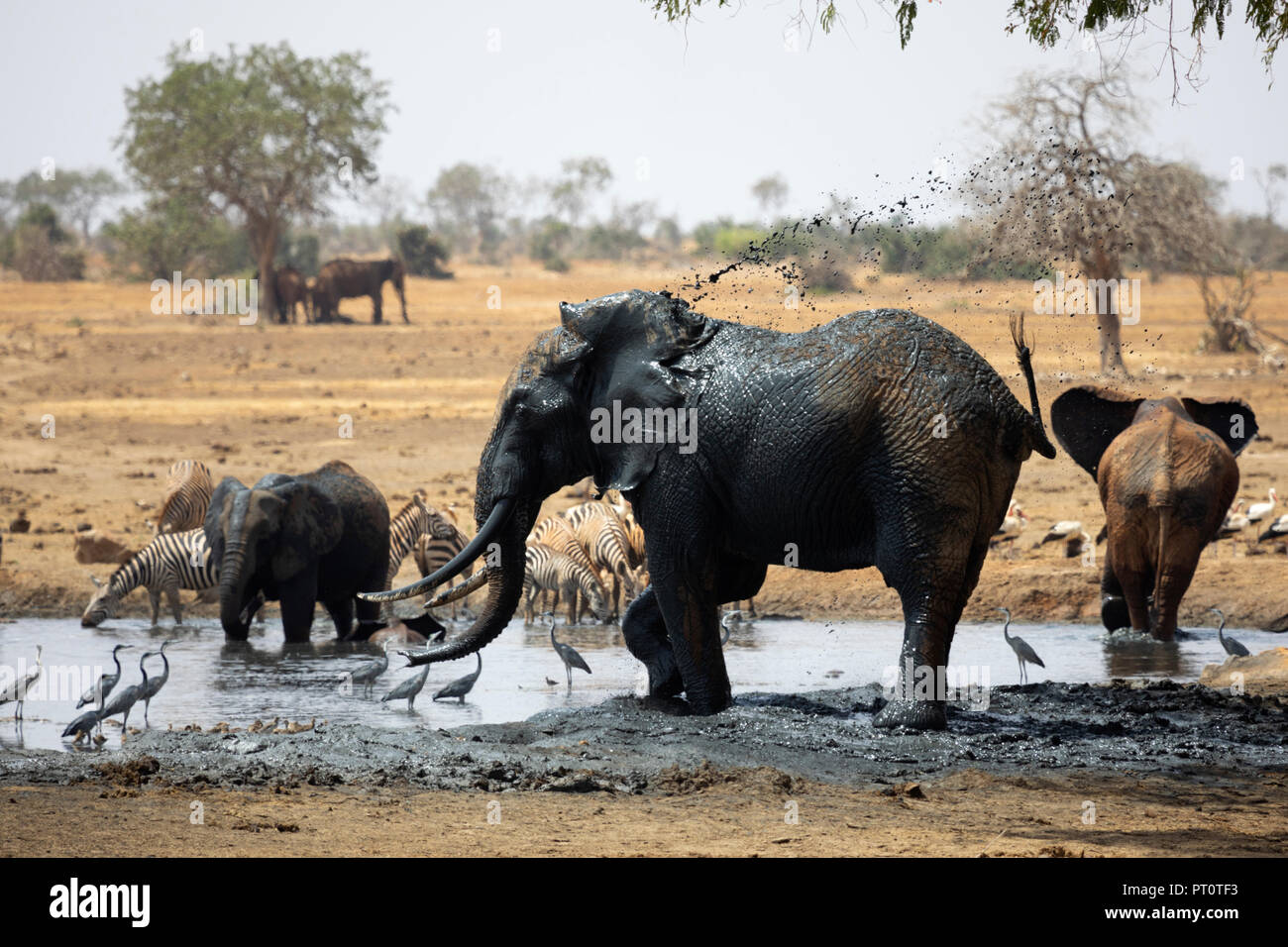 Parco nazionale orientale di tsavo, Kenya, Africa: un elefante africano di cooling off in corrispondenza di un foro di irrigazione sulla savana secca nel sole del pomeriggio Foto Stock