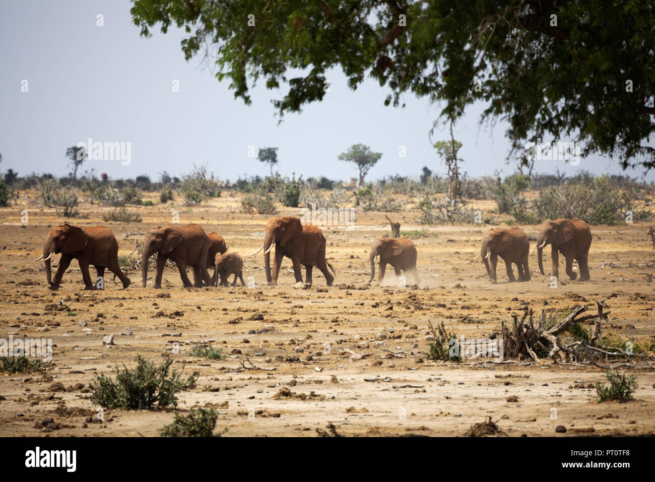 Parco nazionale orientale di tsavo, Kenya, Africa: una parata di elefanti africani a piedi attraverso la savana secca nel sole del pomeriggio Foto Stock