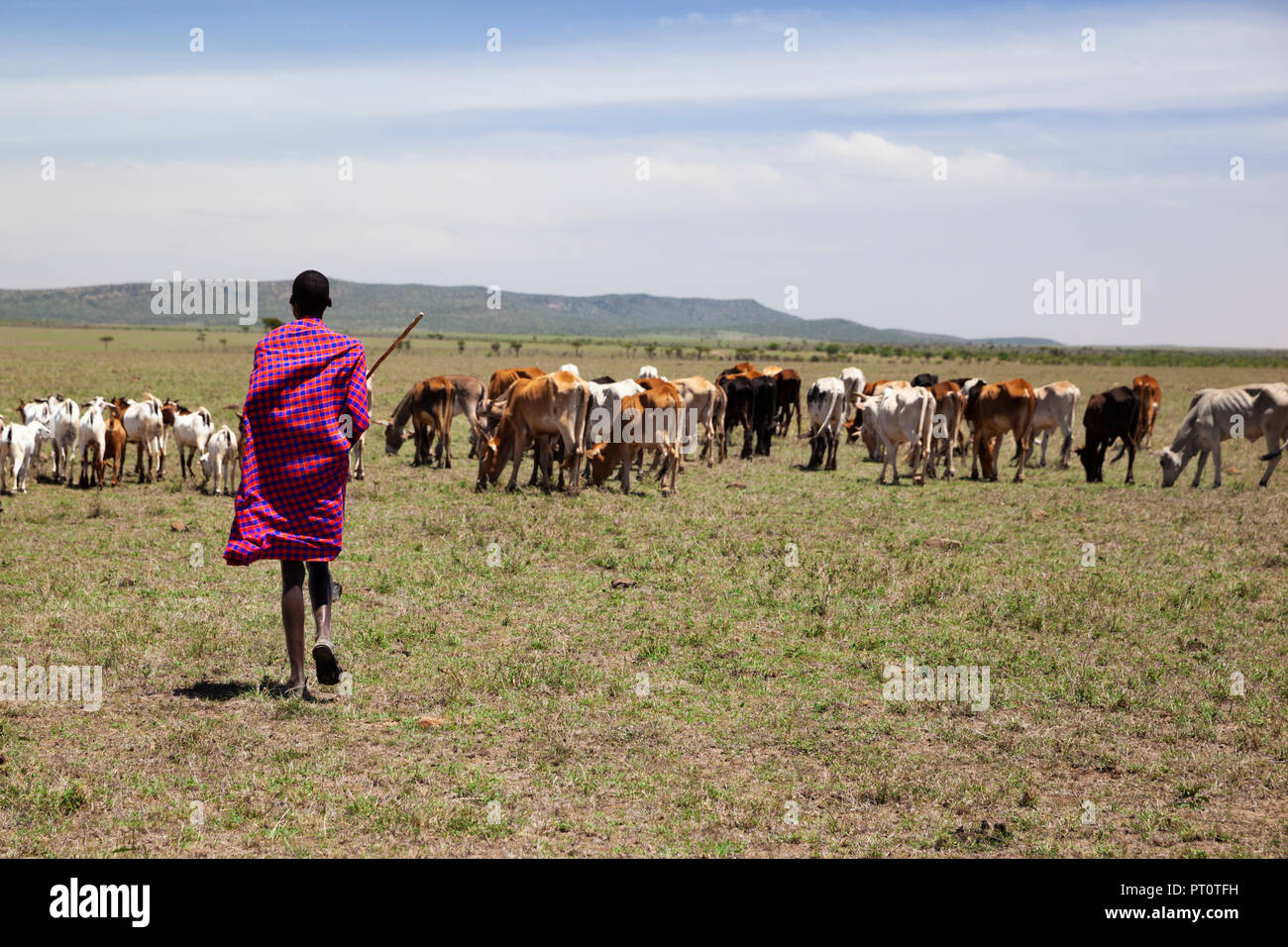 Il Masai Mara riserva nazionale, Kenya, Africa: Maasai pastore alla guida del suo bestiame attraverso la savana in Naboisho Conservanc Foto Stock