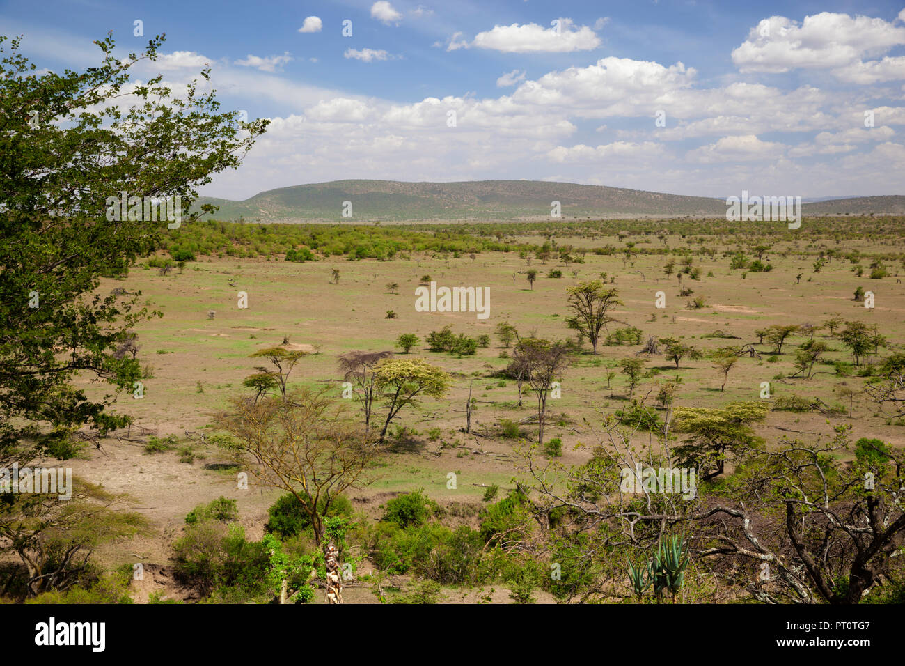 Il Masai Mara riserva nazionale, Kenya, Africa - Vista sulla savana di Naboisho Conservancy nel pomeriggio di sole Foto Stock