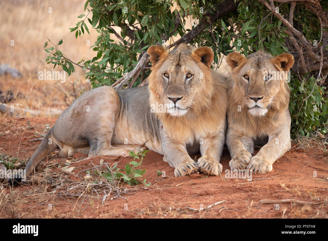 Parco nazionale orientale di tsavo, Kenya, Africa - 25 febbraio 2018: Tsavo Lions in appoggio sotto l'ombra di una bussola di sera Foto Stock