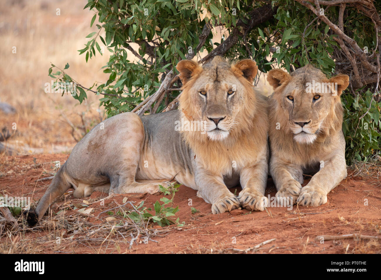 Parco nazionale orientale di tsavo, Kenya, Africa - 25 febbraio 2018: Tsavo Lions in appoggio sotto l'ombra di una bussola di sera Foto Stock
