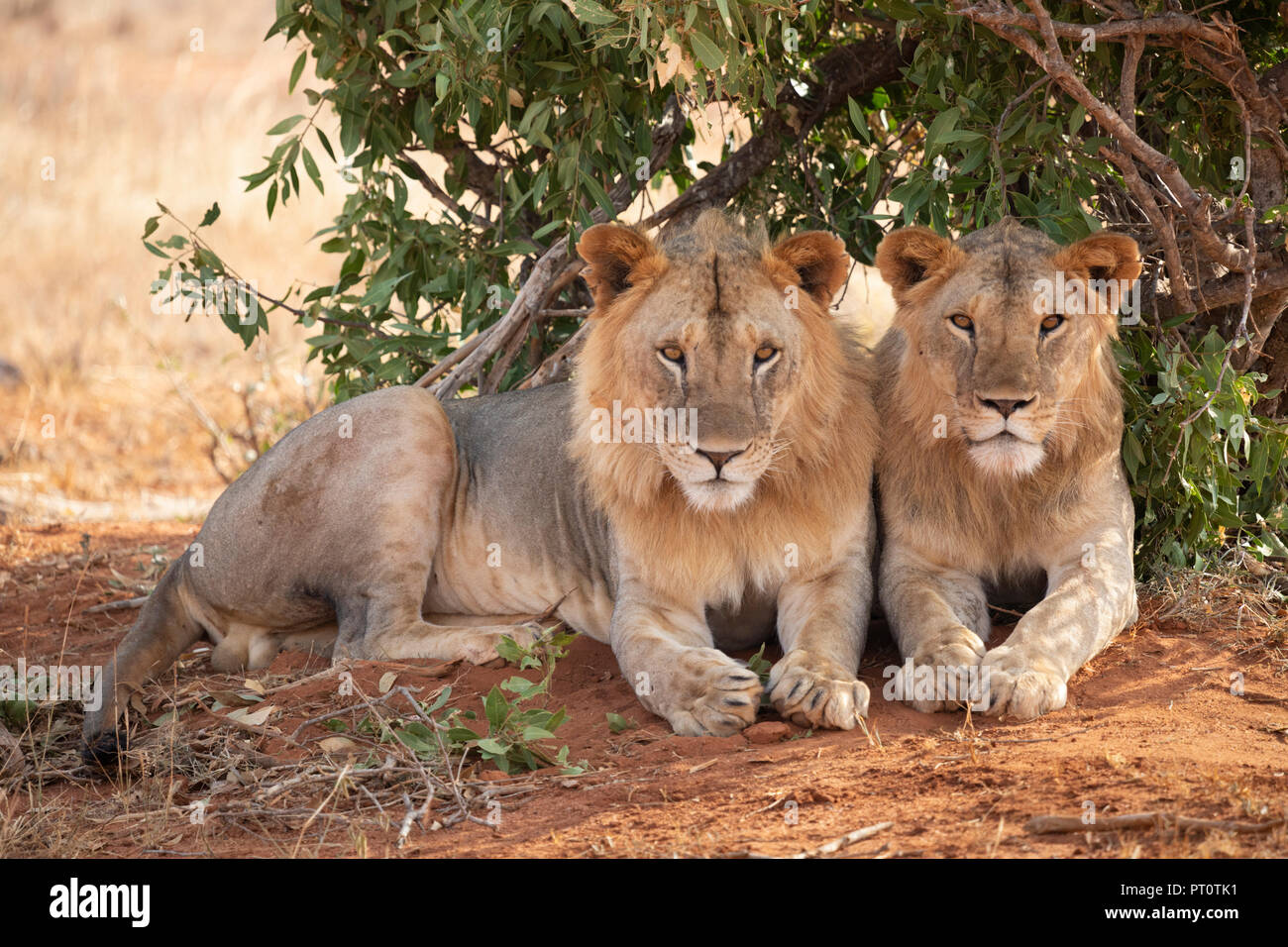 Parco nazionale orientale di tsavo, Kenya, Africa - 25 febbraio 2018: Tsavo Lions in appoggio sotto l'ombra di una bussola di sera Foto Stock