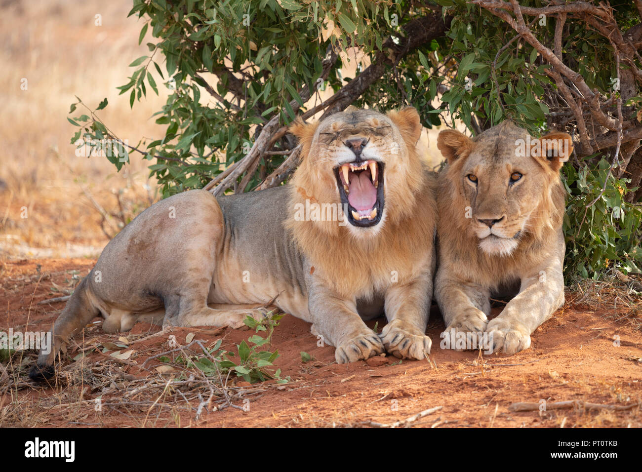 Parco nazionale orientale di tsavo, Kenya, Africa - 25 febbraio 2018: Tsavo Lions in appoggio sotto l'ombra di una bussola di sera Foto Stock