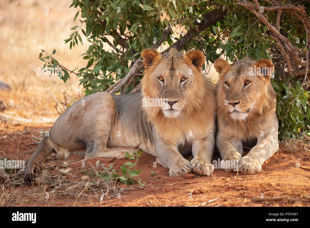 Parco nazionale orientale di tsavo, Kenya, Africa - Tsavo Lions in appoggio sotto l'ombra di una bussola di sera Foto Stock
