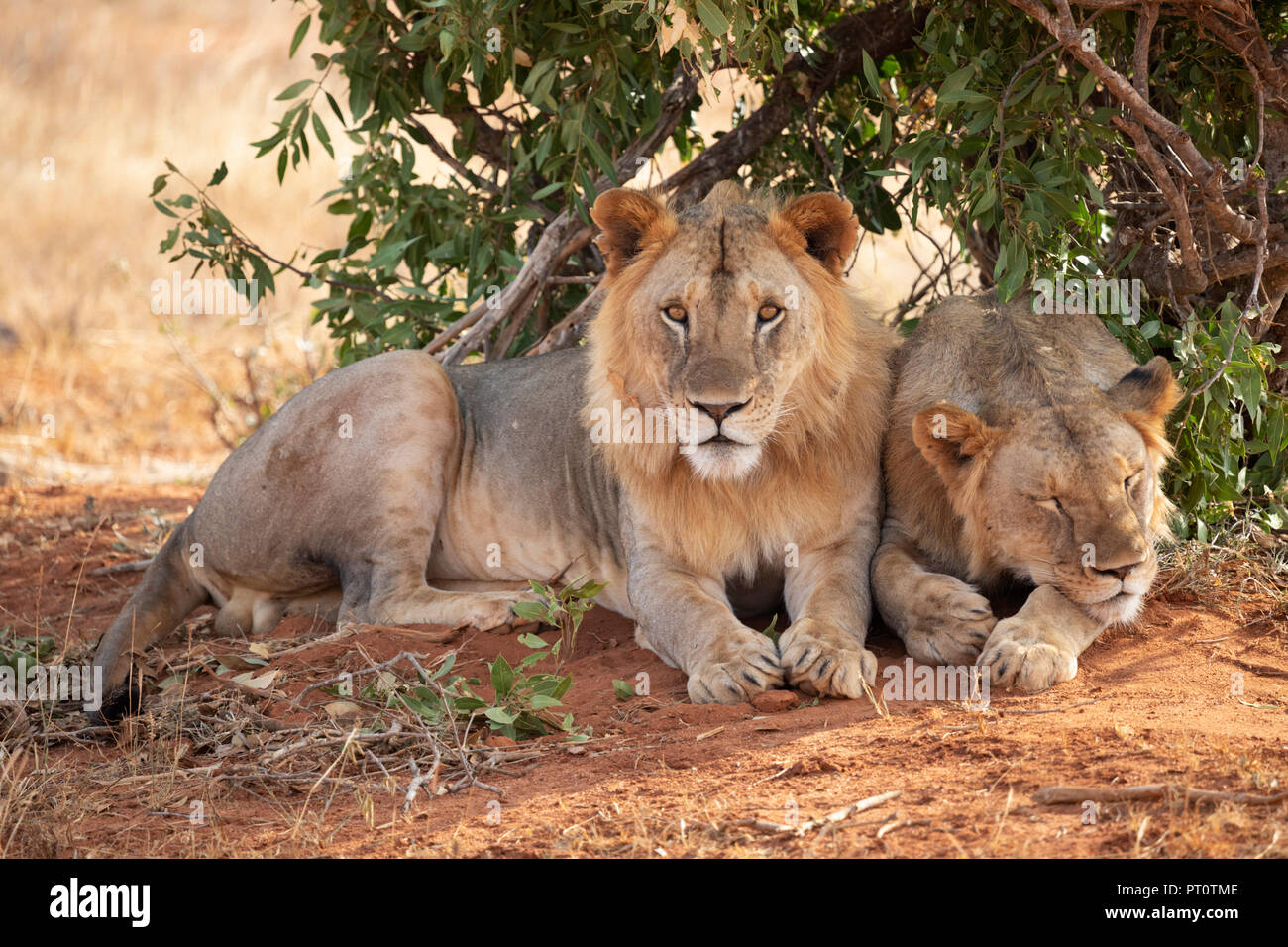 Parco nazionale orientale di tsavo, Kenya, Africa - 25 febbraio 2018: Tsavo Lions in appoggio sotto l'ombra di una bussola di sera Foto Stock