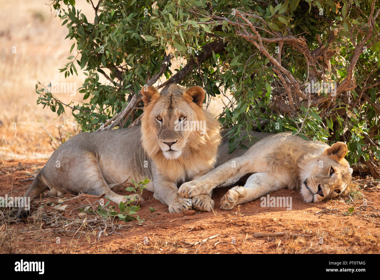 Parco nazionale orientale di tsavo, Kenya, Africa - 25 febbraio 2018: Tsavo Lions in appoggio sotto l'ombra di una bussola di sera Foto Stock