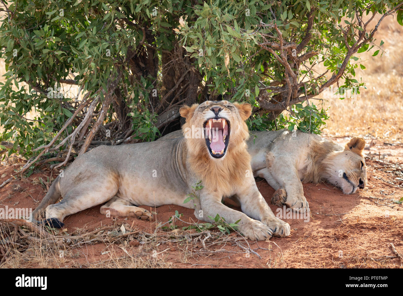 Parco nazionale orientale di tsavo, Kenya, Africa - 25 febbraio 2018: Tsavo Lions in appoggio sotto l'ombra di una bussola di sera Foto Stock