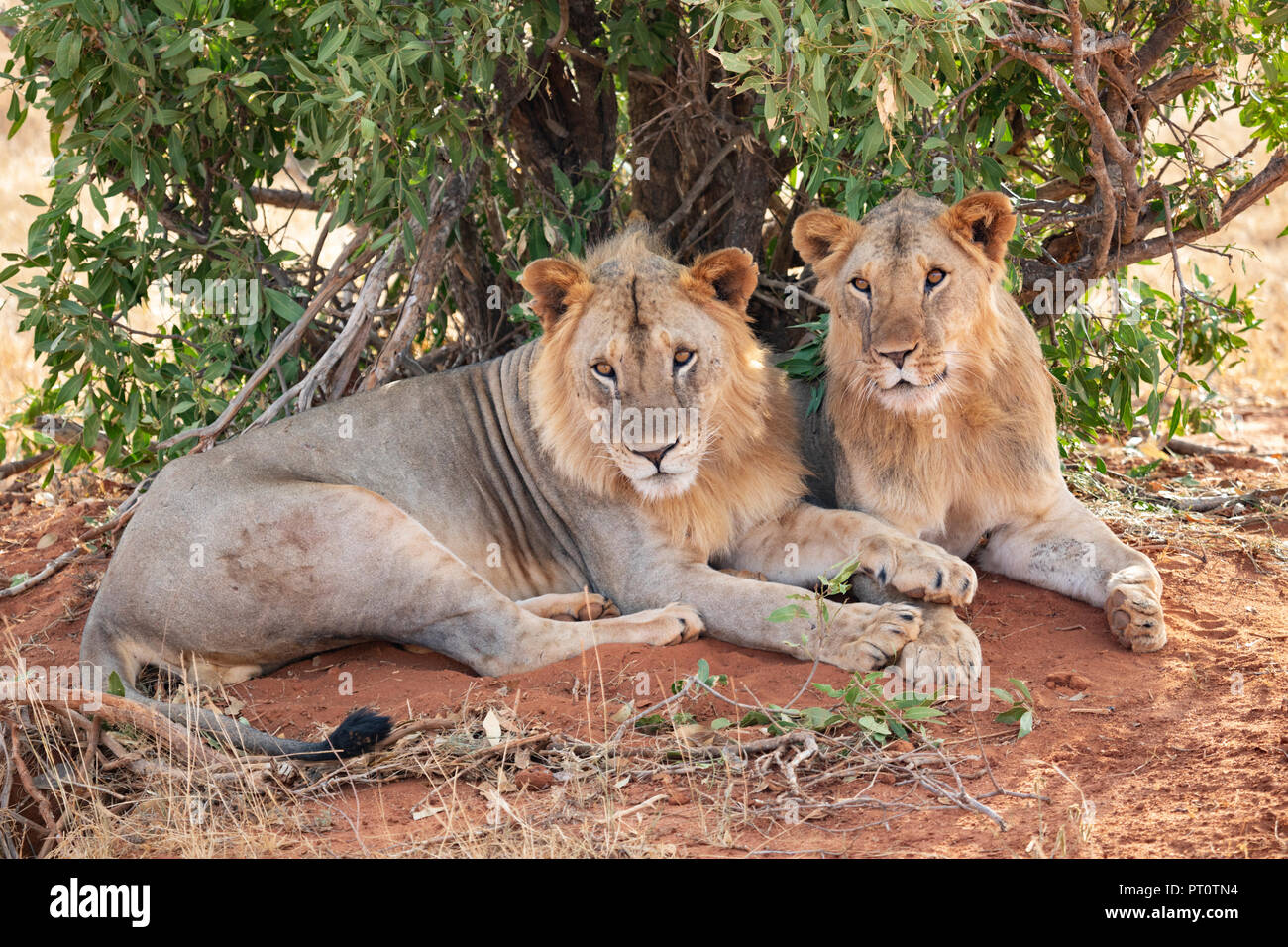 Parco nazionale orientale di tsavo, Kenya, Africa - 25 febbraio 2018: Tsavo Lions in appoggio sotto l'ombra di una bussola di sera Foto Stock