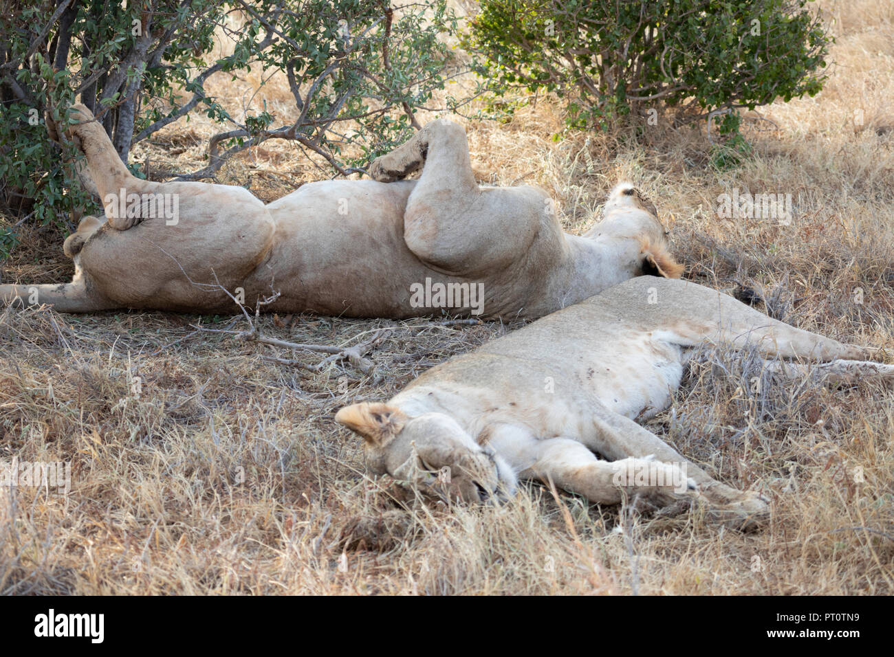 Parco nazionale orientale di tsavo, Kenya, Africa - 25 febbraio 2018: Tsavo Lions in appoggio sotto l'ombra di una bussola di sera Foto Stock