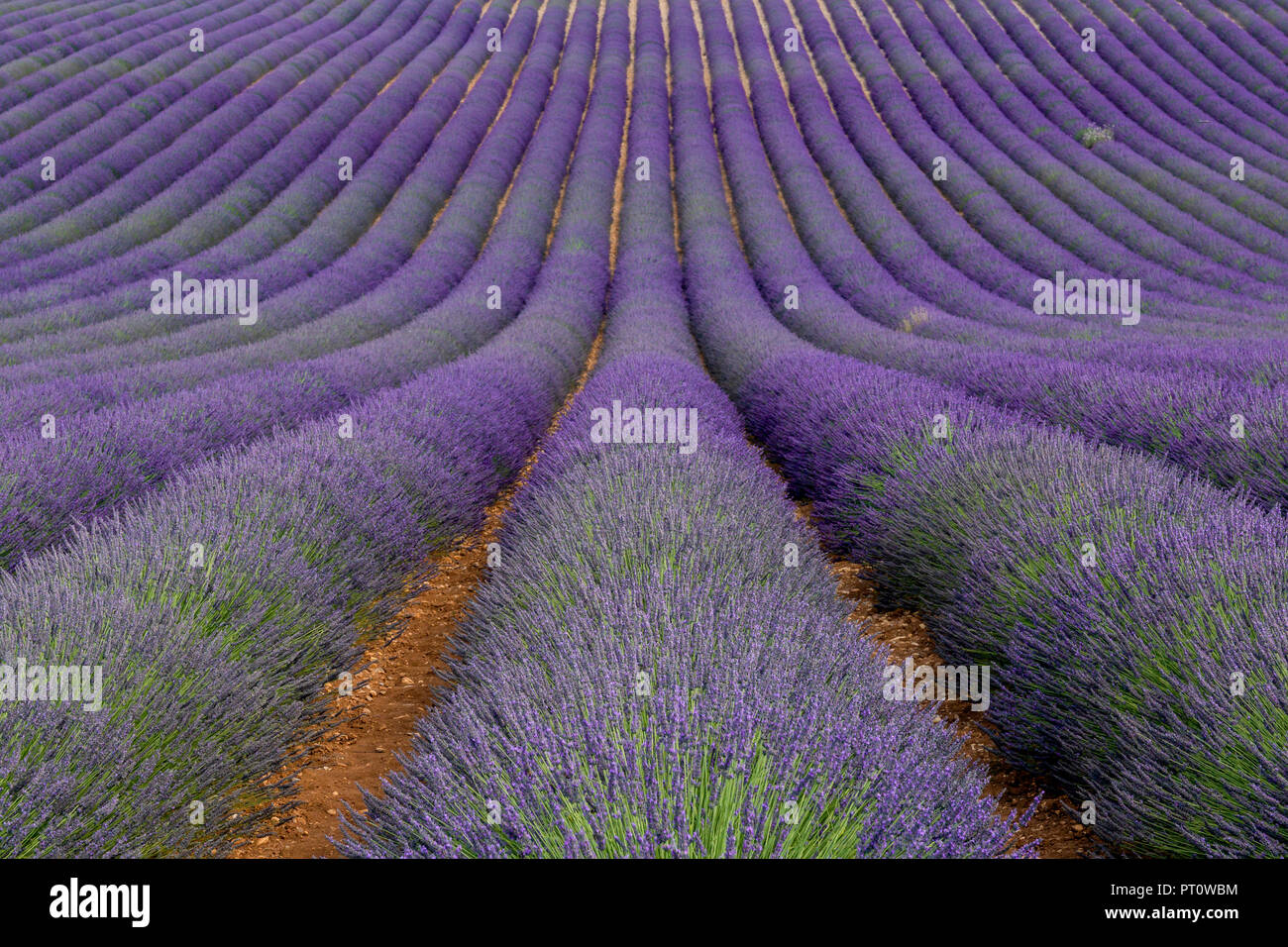 Francia, Alpes-de-Haute-Provence, Valensole, campo di lavanda Foto Stock