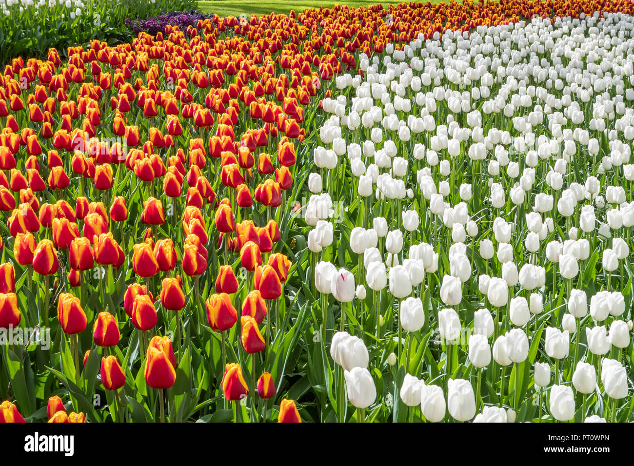 Due righe di fioritura tulipani nei Giardini Keukenhof Lisse, Paesi Bassi Foto Stock
