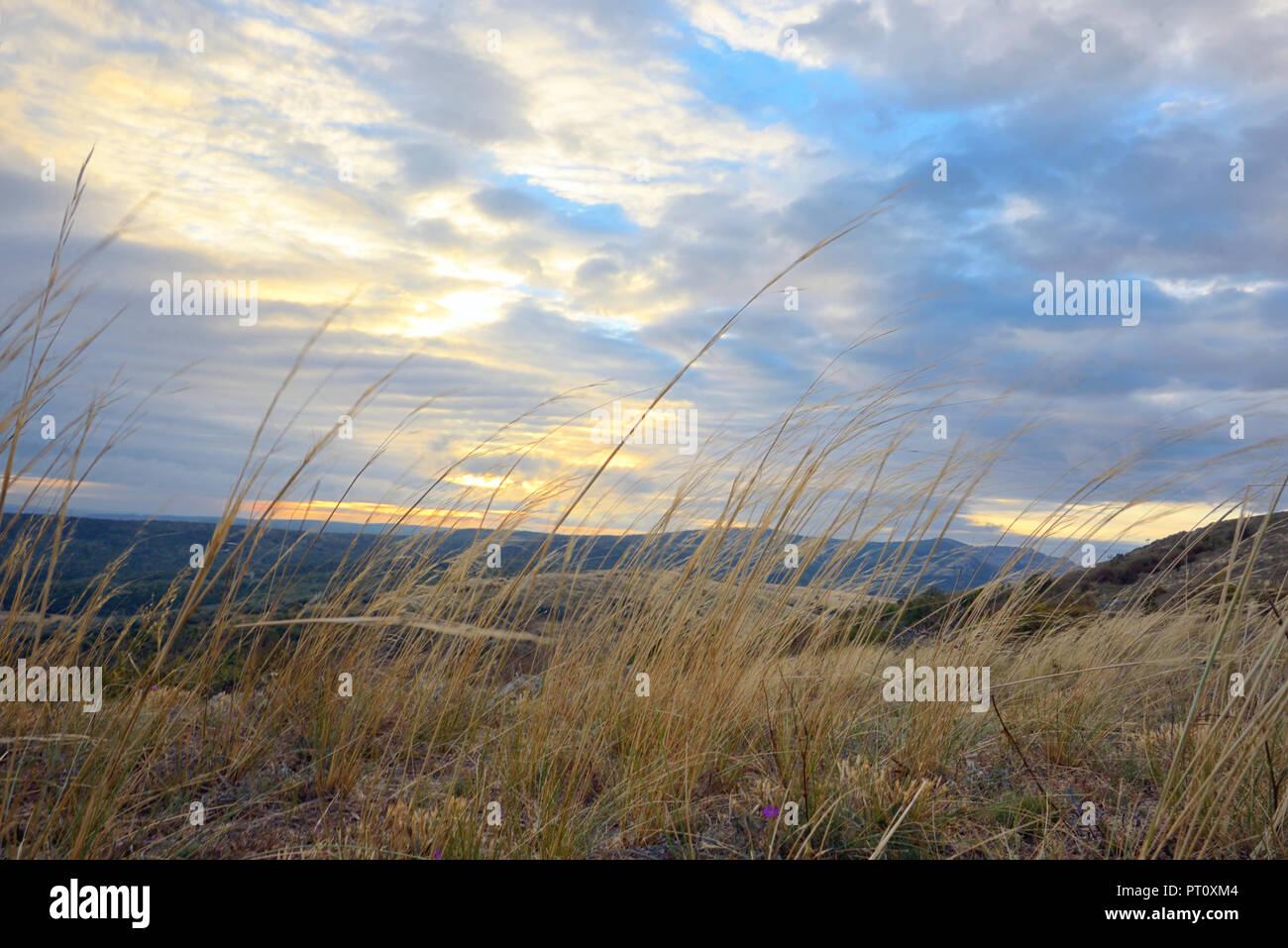 Sunrise e erba gialla sulla cima della montagna Foto Stock