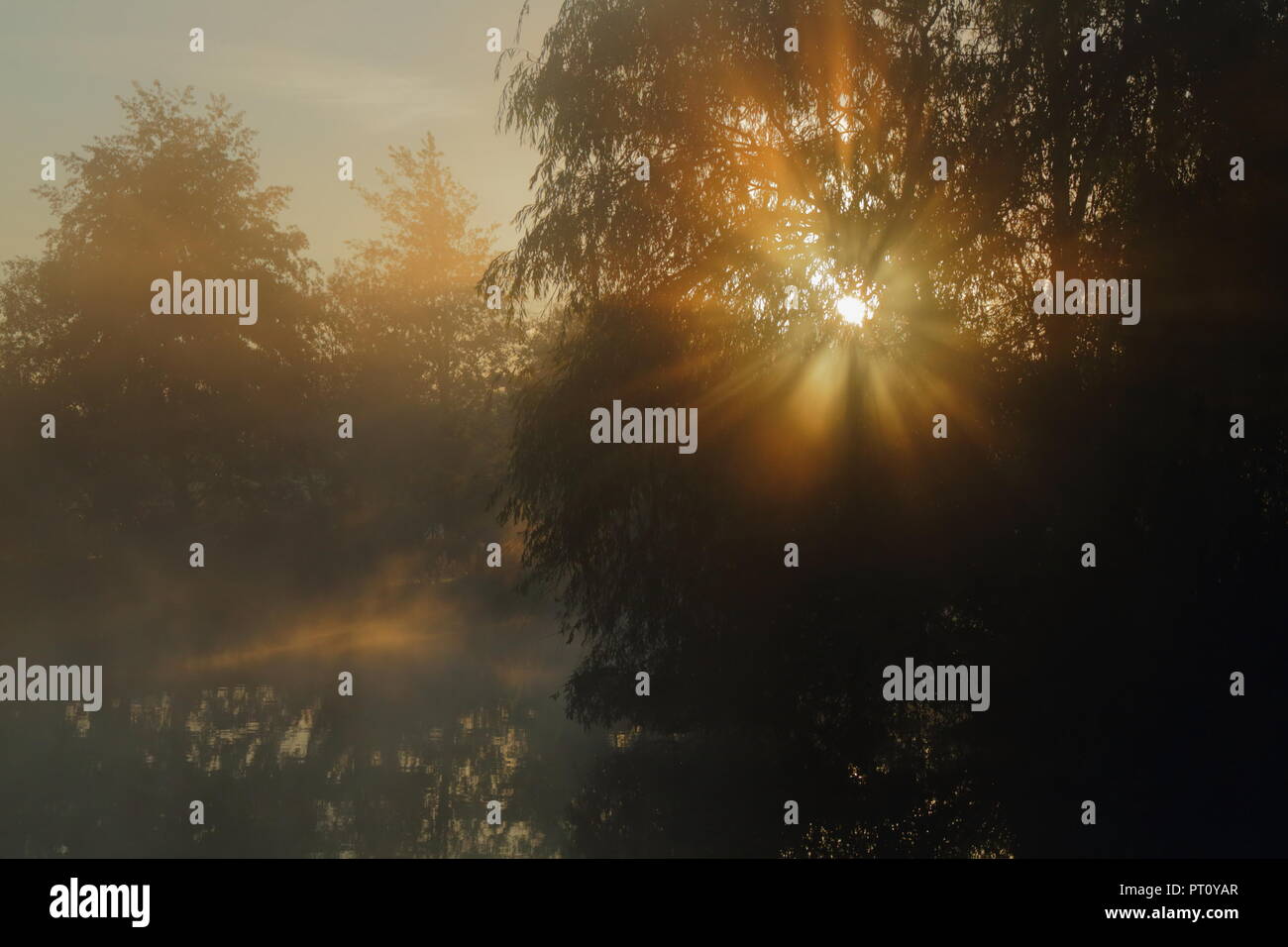 Sunray brilla attraverso albero nella foschia mattutina Foto Stock