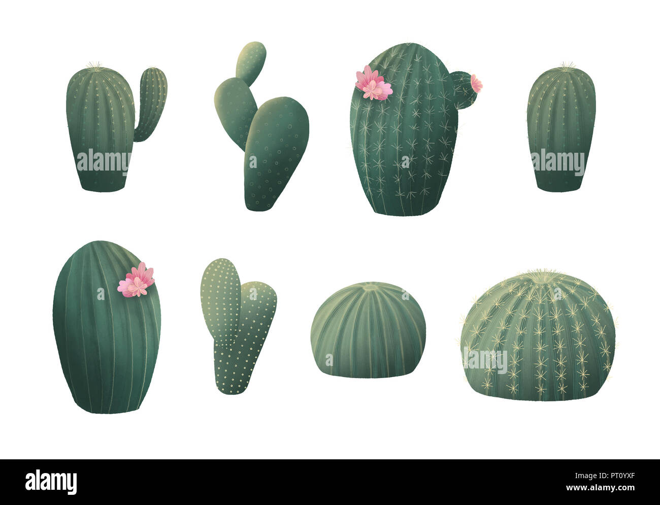 Cactus clip art. Verde grafica botanico clipart Foto Stock