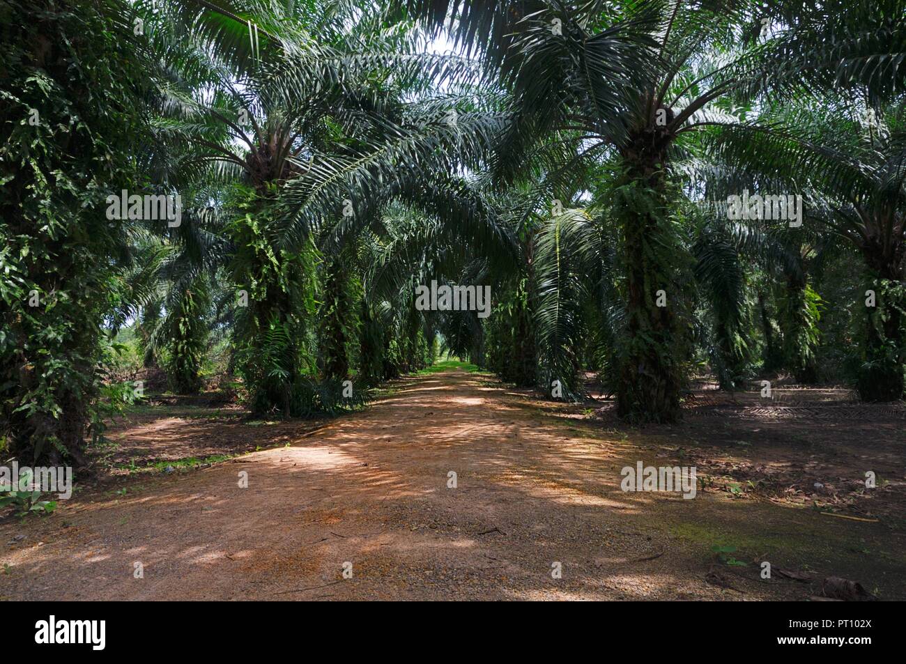 Vicolo attraverso l'olio piantagione di palme Pathio al distretto di Chumphon provincia della Thailandia. Foto Stock