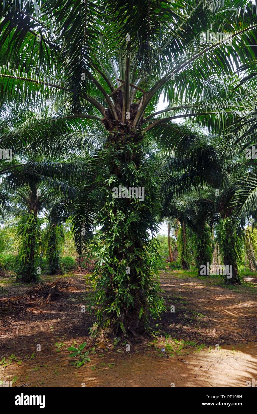 Vicolo attraverso l'olio piantagione di palme Pathio al distretto di Chumphon provincia della Thailandia. Foto Stock