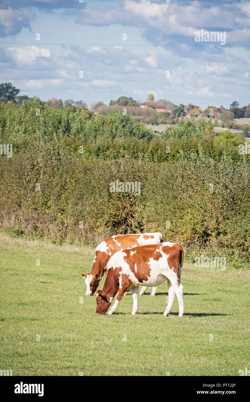 Rosso-pied il frisone bovini, England, Regno Unito Foto Stock