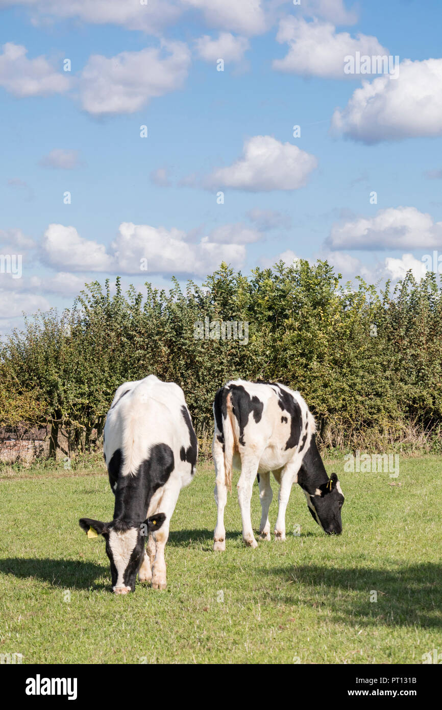 Il frisone bovini, England, Regno Unito Foto Stock