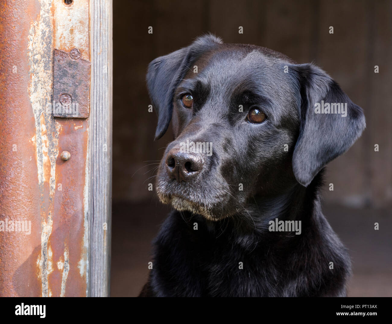 Maschio nero Labrador cane. Foto Stock