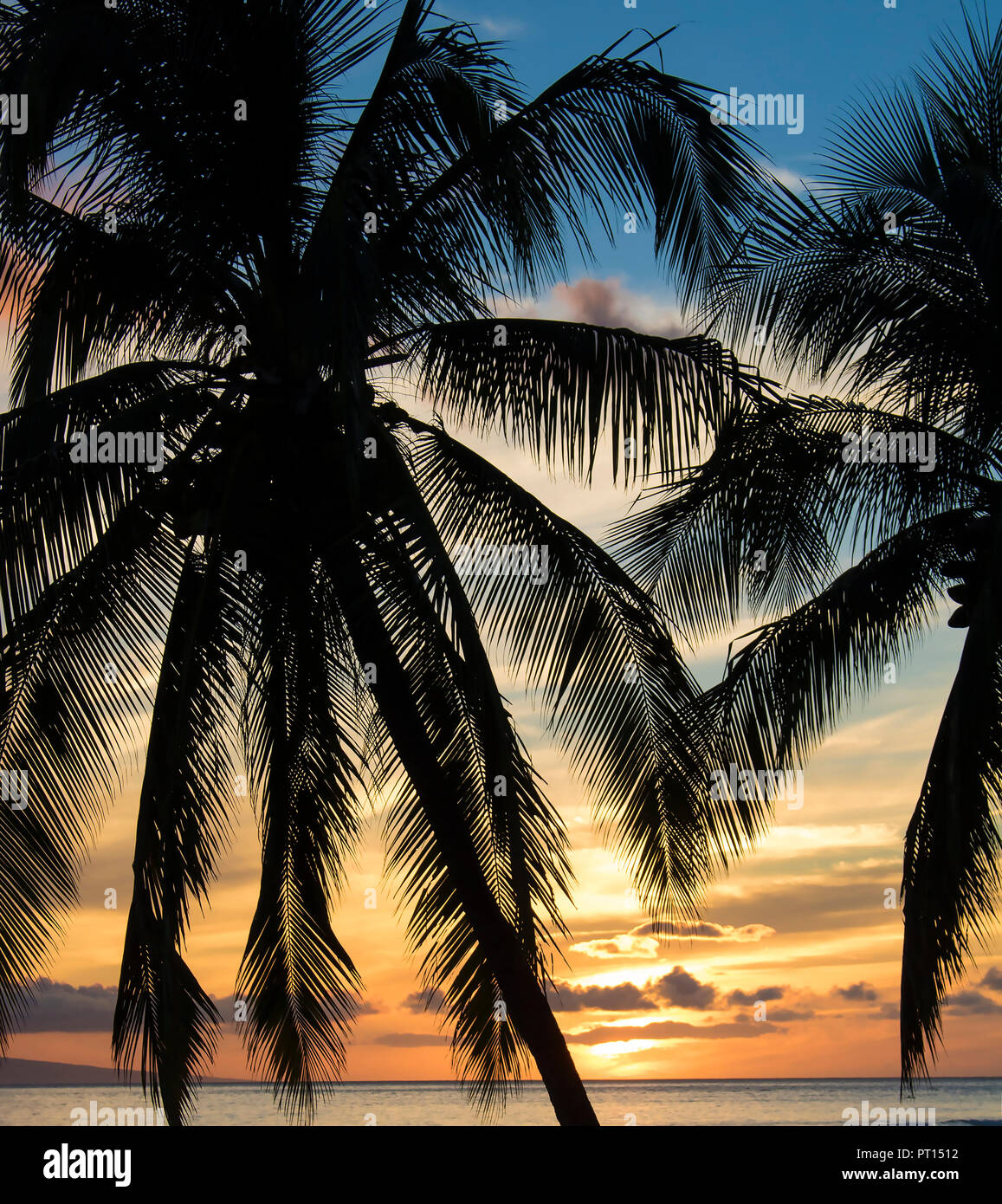 Le palme in silhouette di fronte arancio e blu Cielo di tramonto Foto Stock