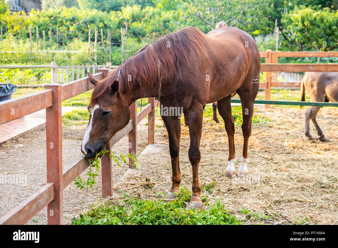 Un cavallo marrone di pascolare su un piccolo agriturismo in Campania Italia, vita rurale concetto, animali di allevamento concetto, grandi, agricoltura Foto Stock