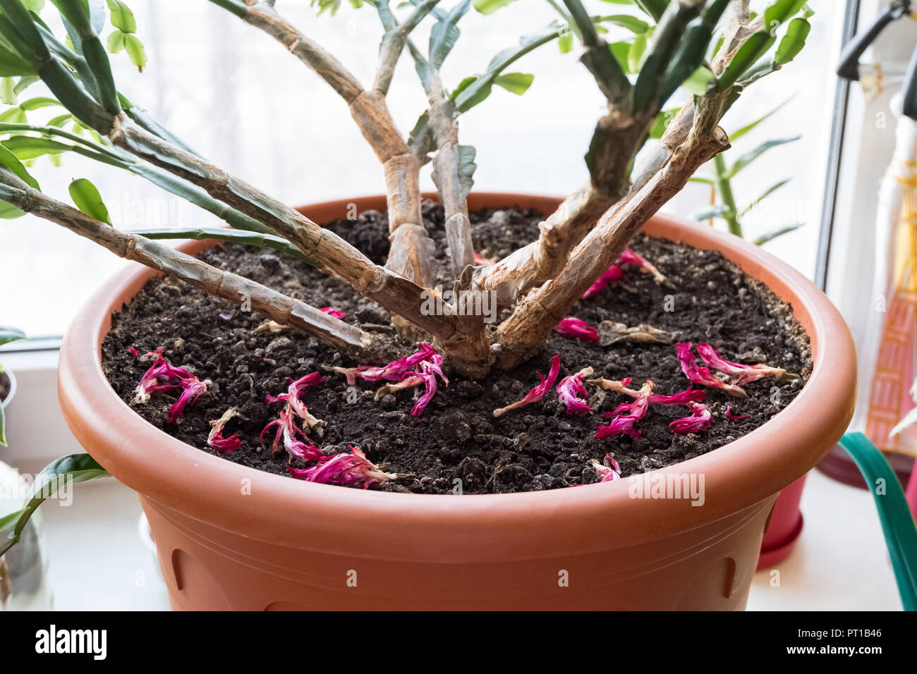 Schlumberger sul davanzale. Houseplant con un tronco spesso Foto Stock