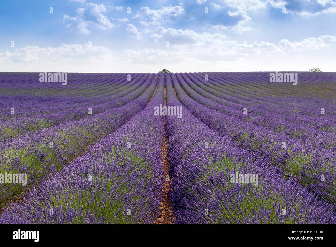 Francia, Alpes-de-Haute-Provence, Valensole, campo di lavanda Foto Stock