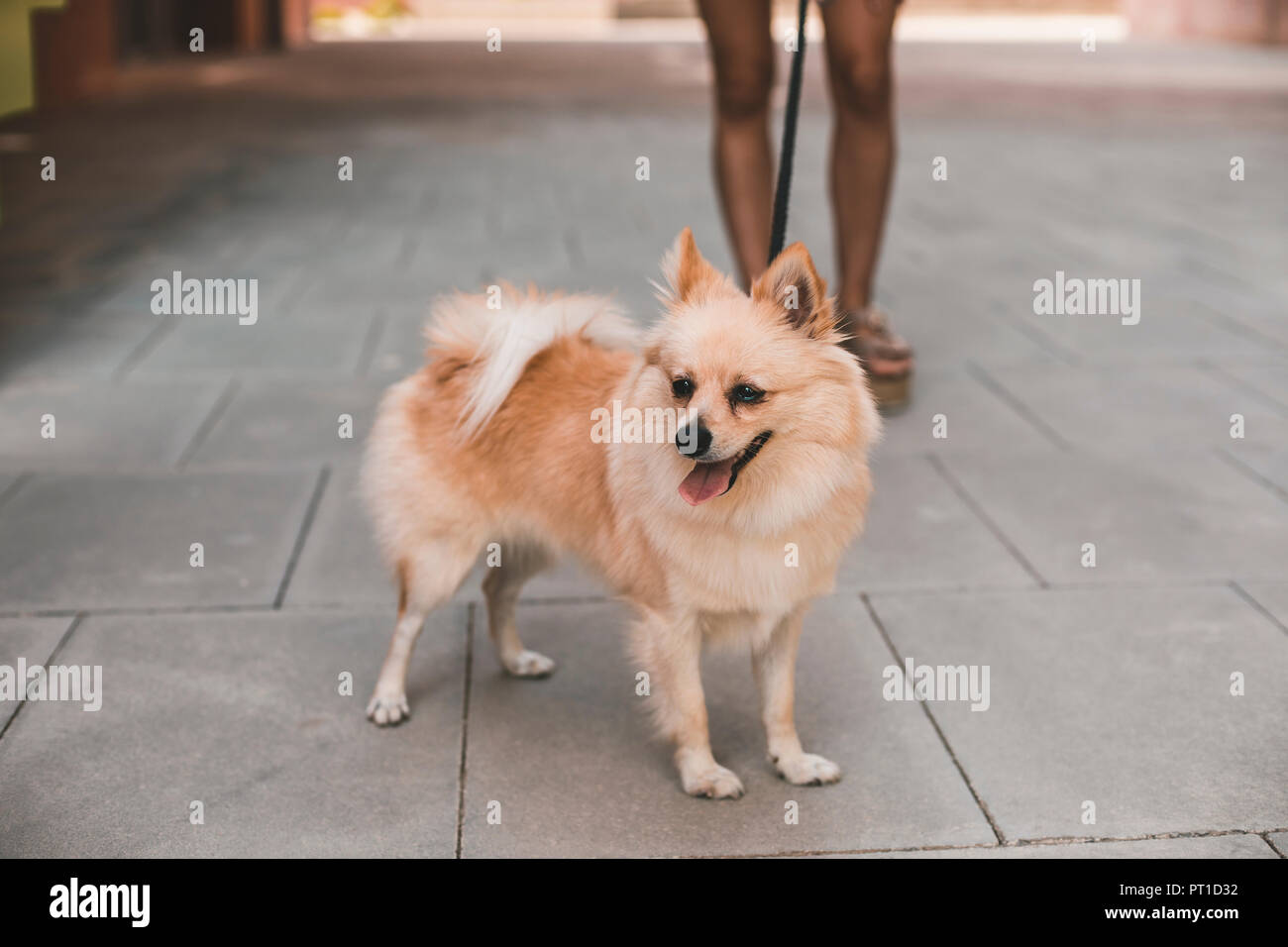 Ritratto di un Pomerania donna con gambe in background Foto Stock