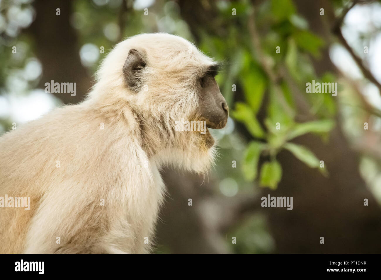 Scimmia con pelliccia bianca su sfondo di verdi alberi. scimmia in un habitat naturale nella giungla. Foto Stock