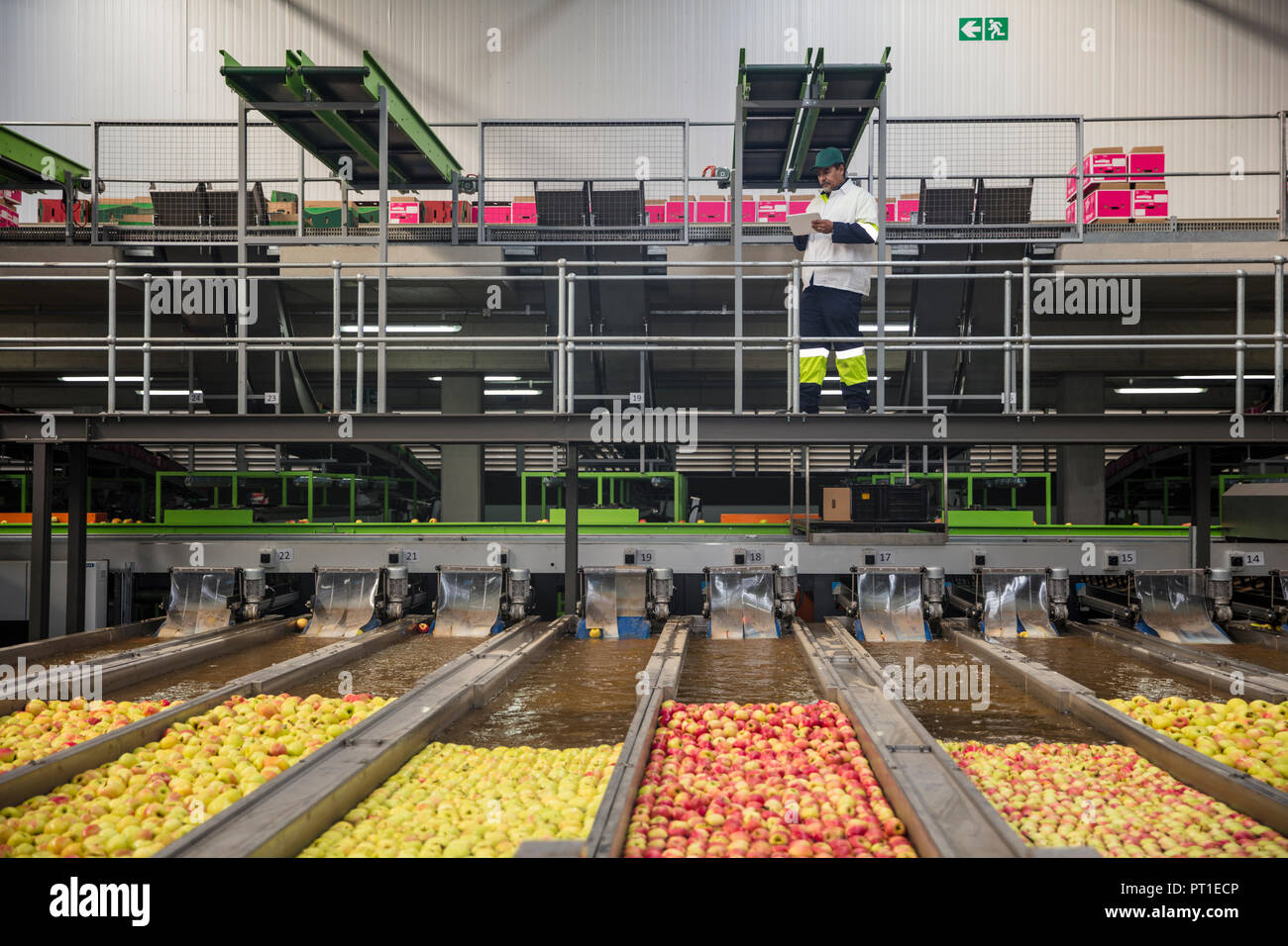 Lavoratore controllare apple processo di lavaggio Foto Stock