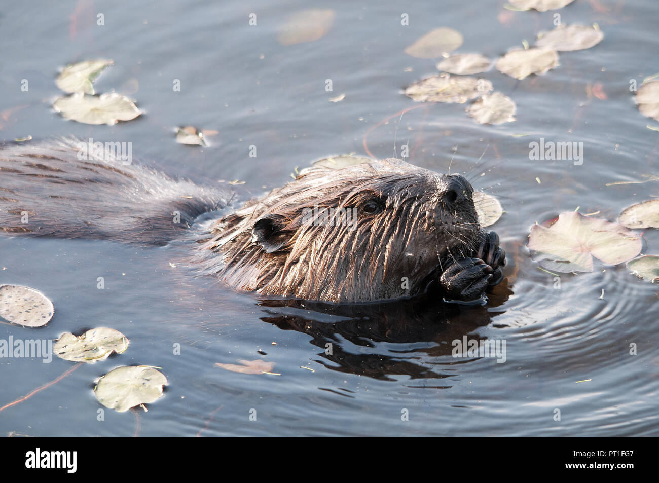 Beaver testa di animale vicino fino in acqua di mangiare nei dintorni e l'ambiente. Foto Stock