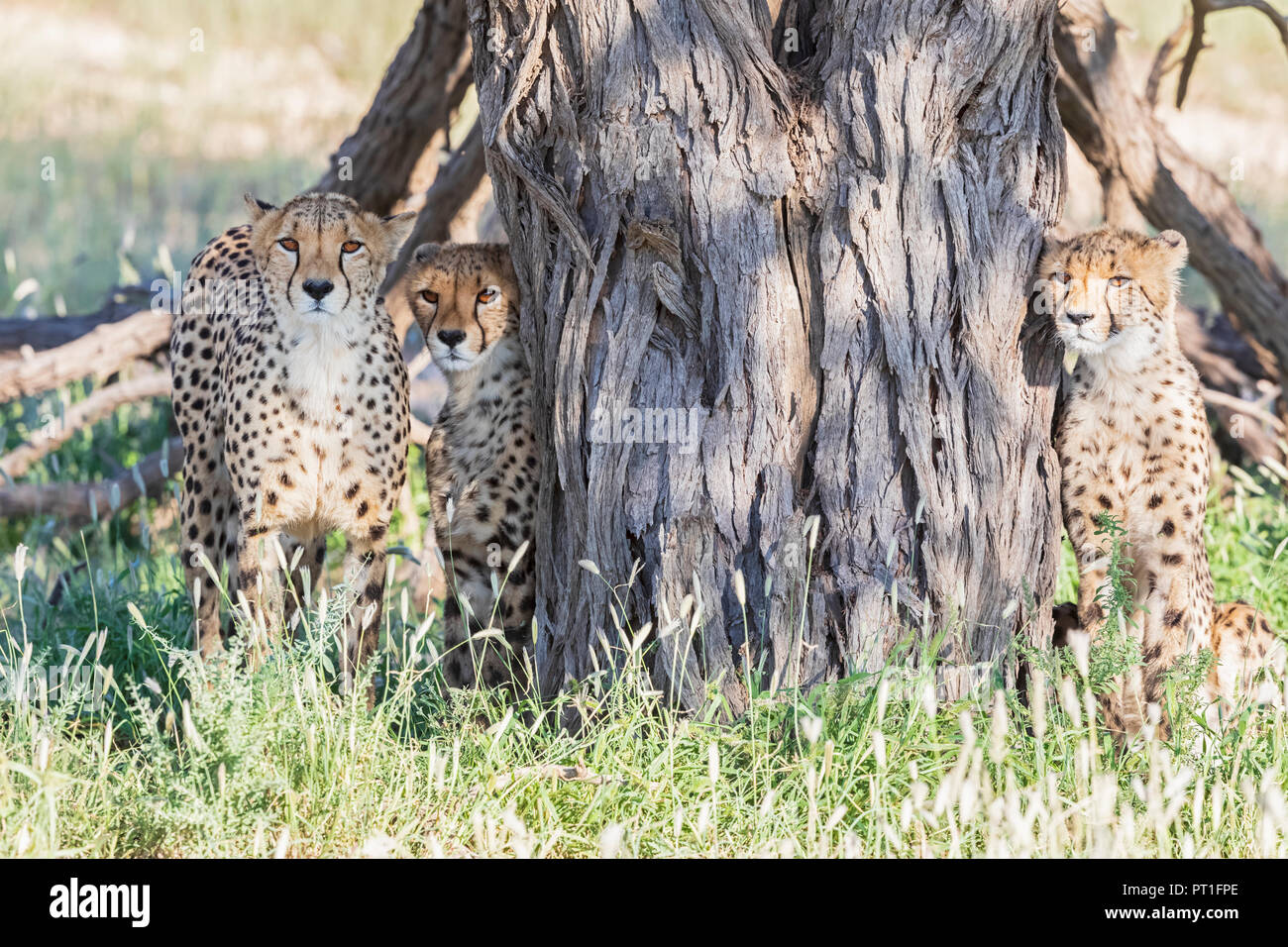 Il Botswana, Kgalagadi Parco transfrontaliero, ghepardi, Acinonyx jubatus Foto Stock