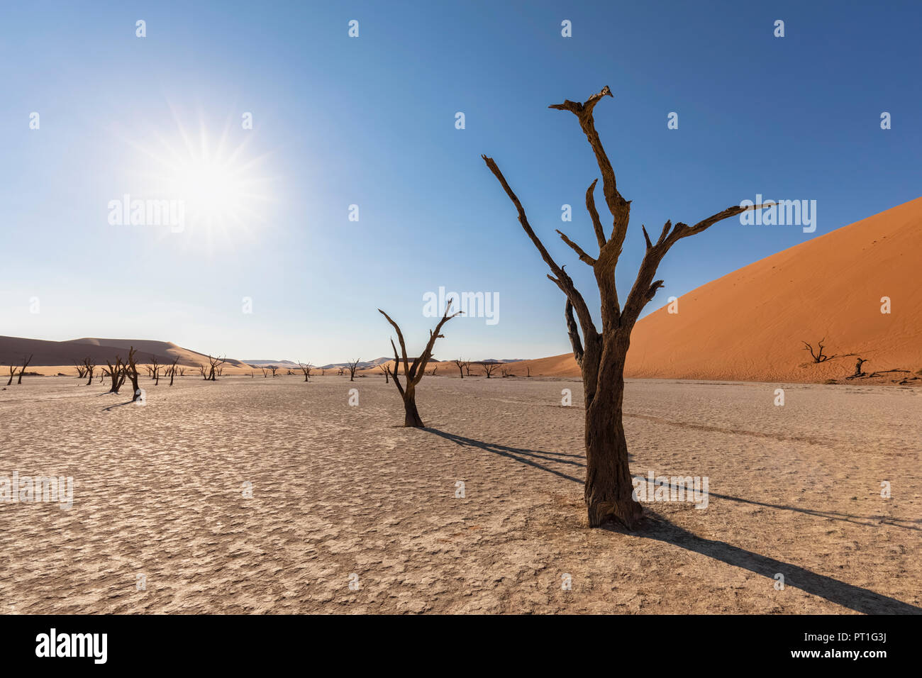 Africa, Namibia, Namib-Naukluft National Park, Deadvlei, morto acacia in pentola di creta Foto Stock