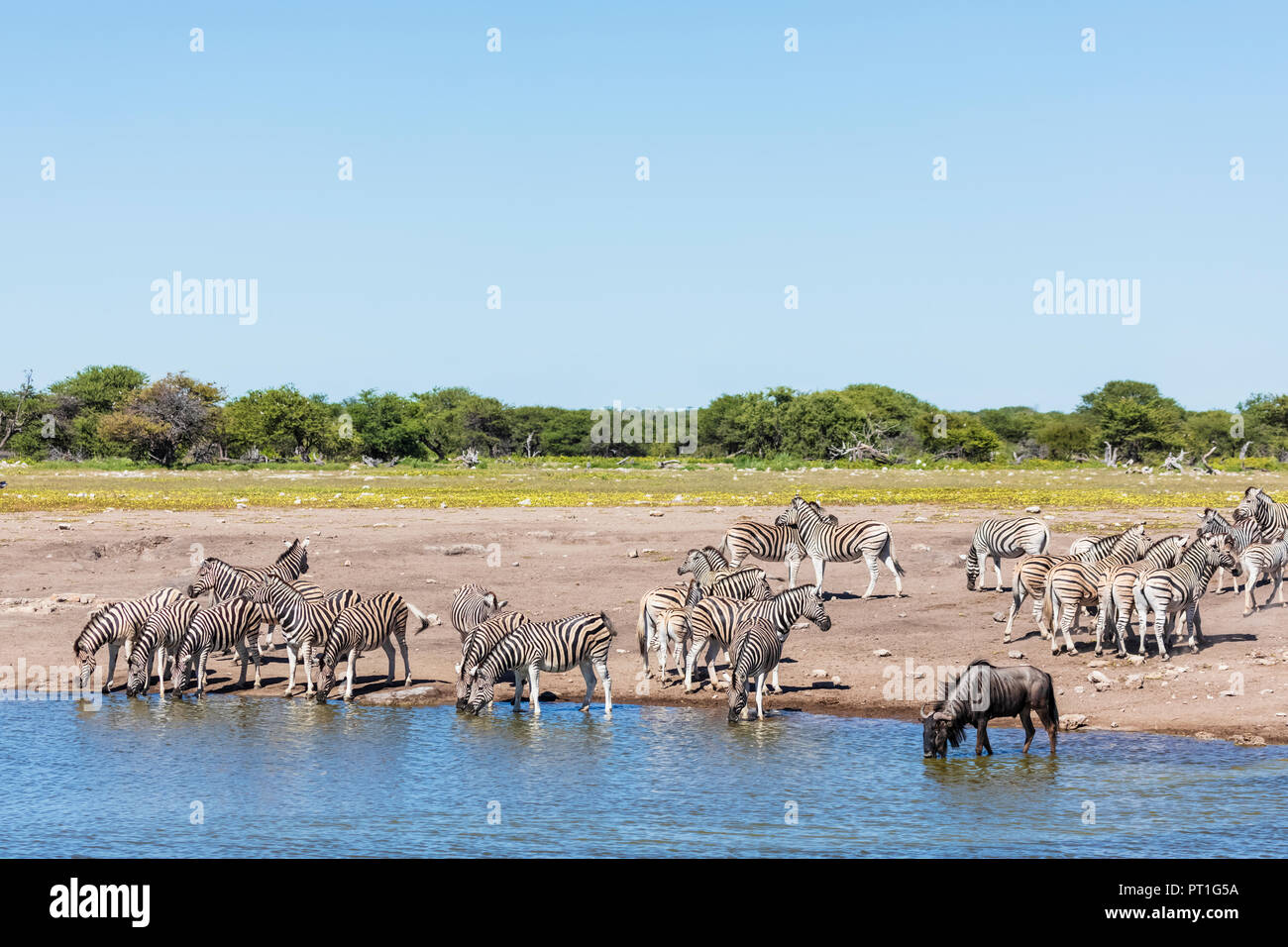 Africa, Namibia, Etosha National Park, la burchell zebre, Equus quagga burchelli, blu GNU, a Chudop waterhole Foto Stock