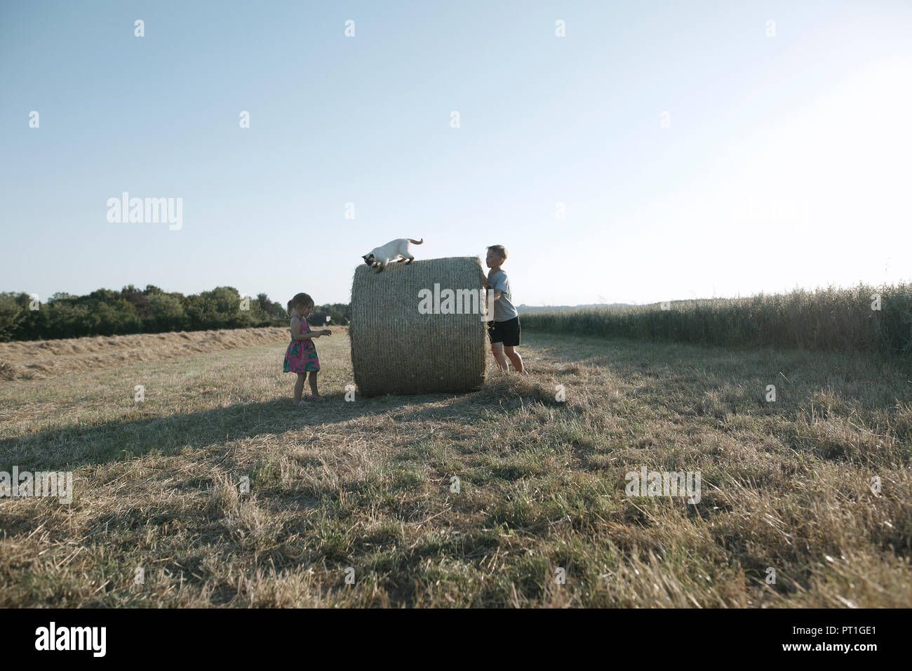 Due bambini che giocano con il gatto in un campo di raccolta Foto Stock