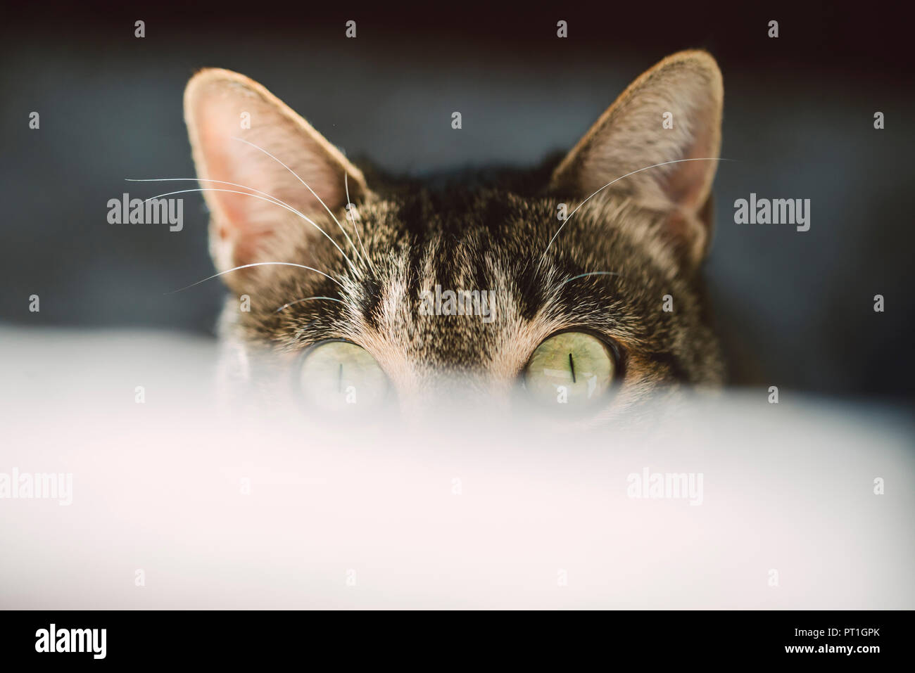 Ritratto di peeking gatto con gli occhi verdi Foto Stock