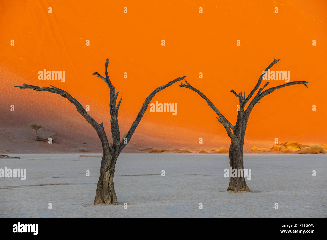 Africa, Namibia, Namib-Naukluft National Park, Deadvlei, morto di alberi di acacia nel tegame di creta Foto Stock