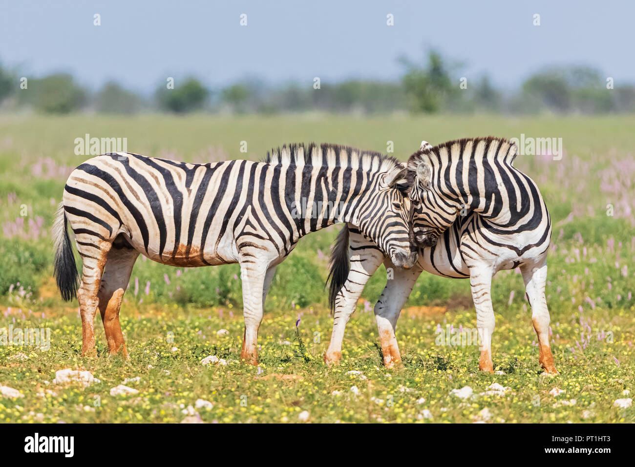 Africa, Namibia, Etosha National Park, la burchell zebre, Equus quagga burchelli, annusando Foto Stock