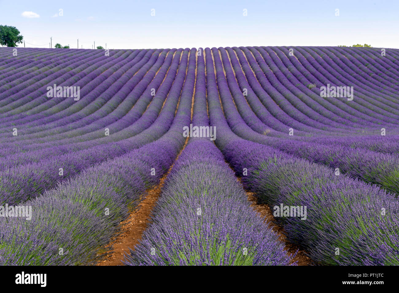 Francia, Alpes-de-Haute-Provence, Valensole, campo di lavanda Foto Stock