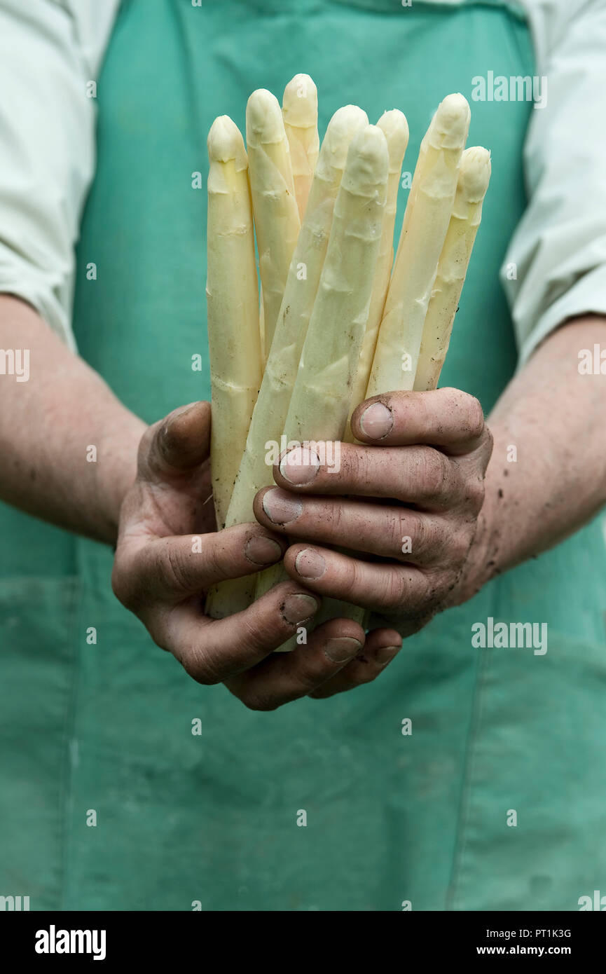 Uomo con fascio di organico asparago verde in mani Foto Stock