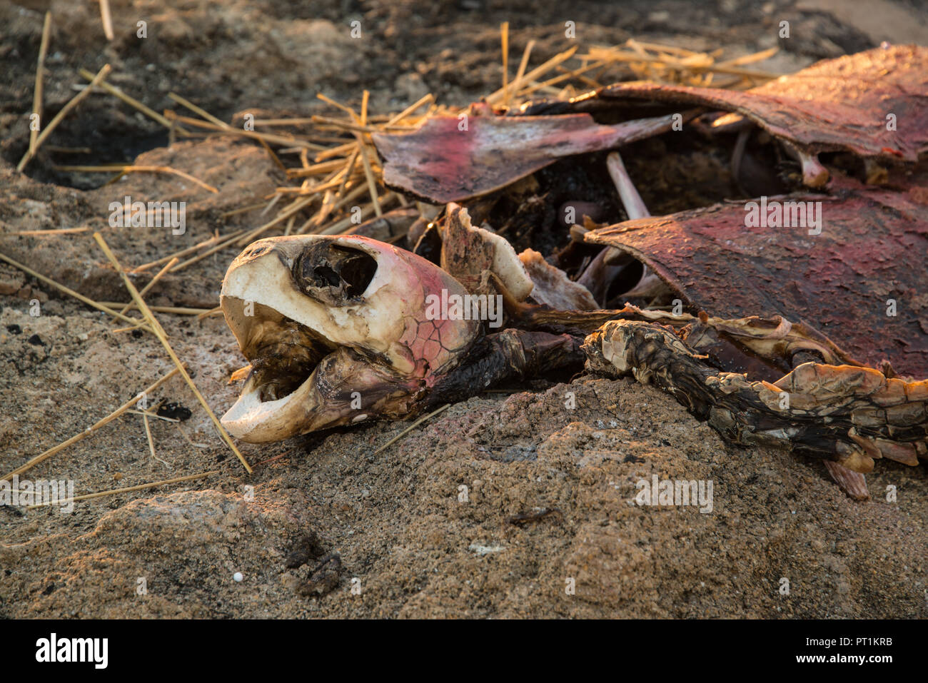 Evoluzione Foto Stock