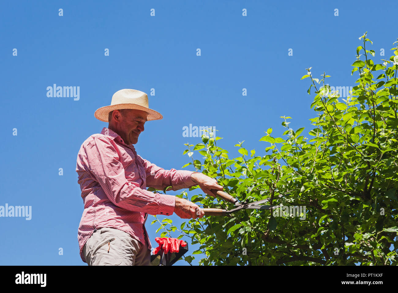 Giardiniere potatura ramoscelli di melo con tagliasiepi Foto Stock