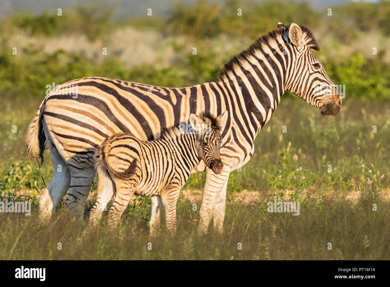 Africa, Namibia, Etosha National Park, la burchell zebre, Equus quagga burchelli, madre e giovane animale Foto Stock