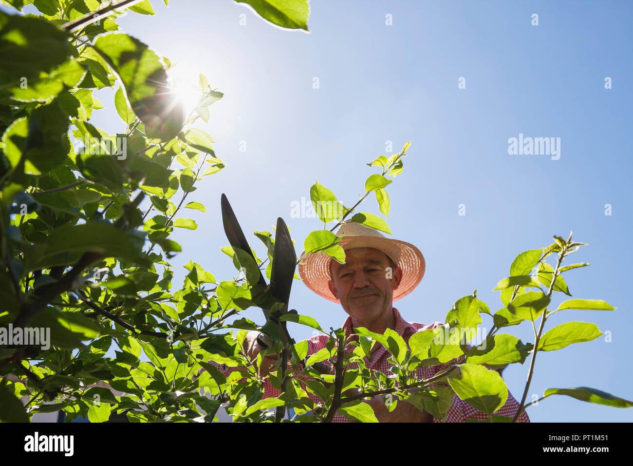 Giardiniere potatura ramoscelli di melo con tagliasiepi Foto Stock