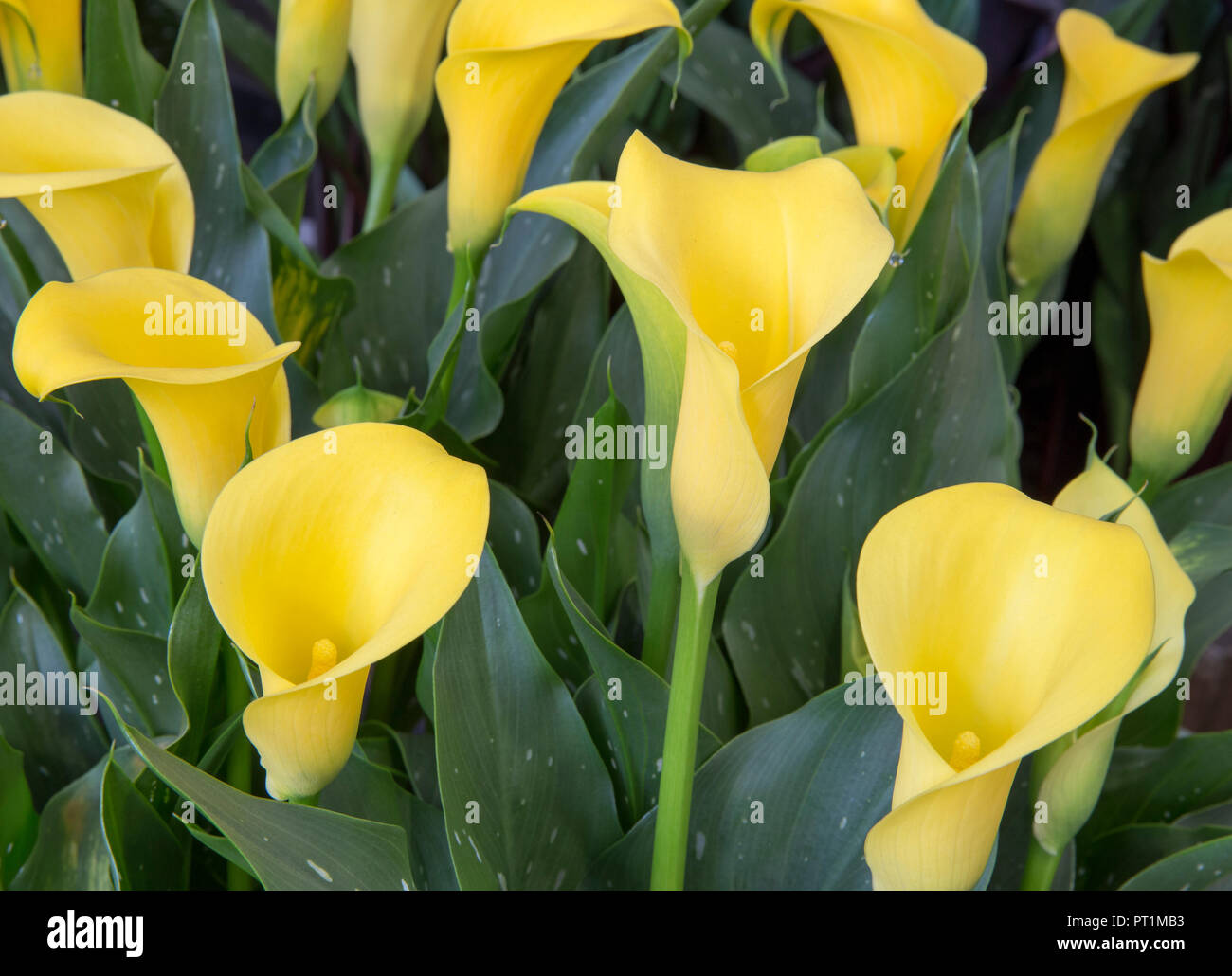 Una mostra di varietà Zantedeschia Sun Club a un fiore Spettacolo - conosciuto anche come Arum Lily o canna Lillies Foto Stock
