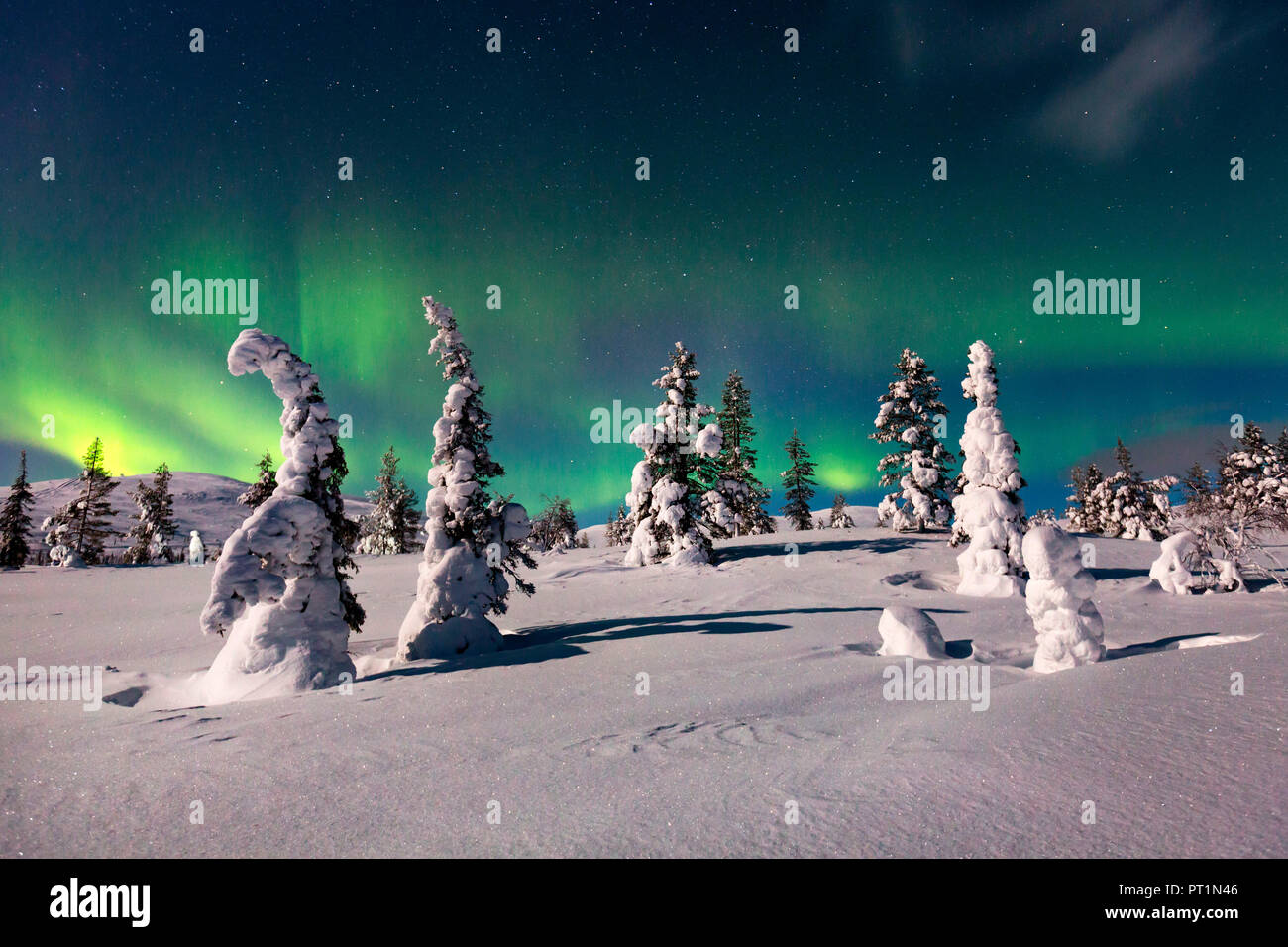 Northern Light (aurora boreale) in un bosco di Pallas-Yllästunturi national park, Muonio, Lapponia, Finlandia, Europa Foto Stock
