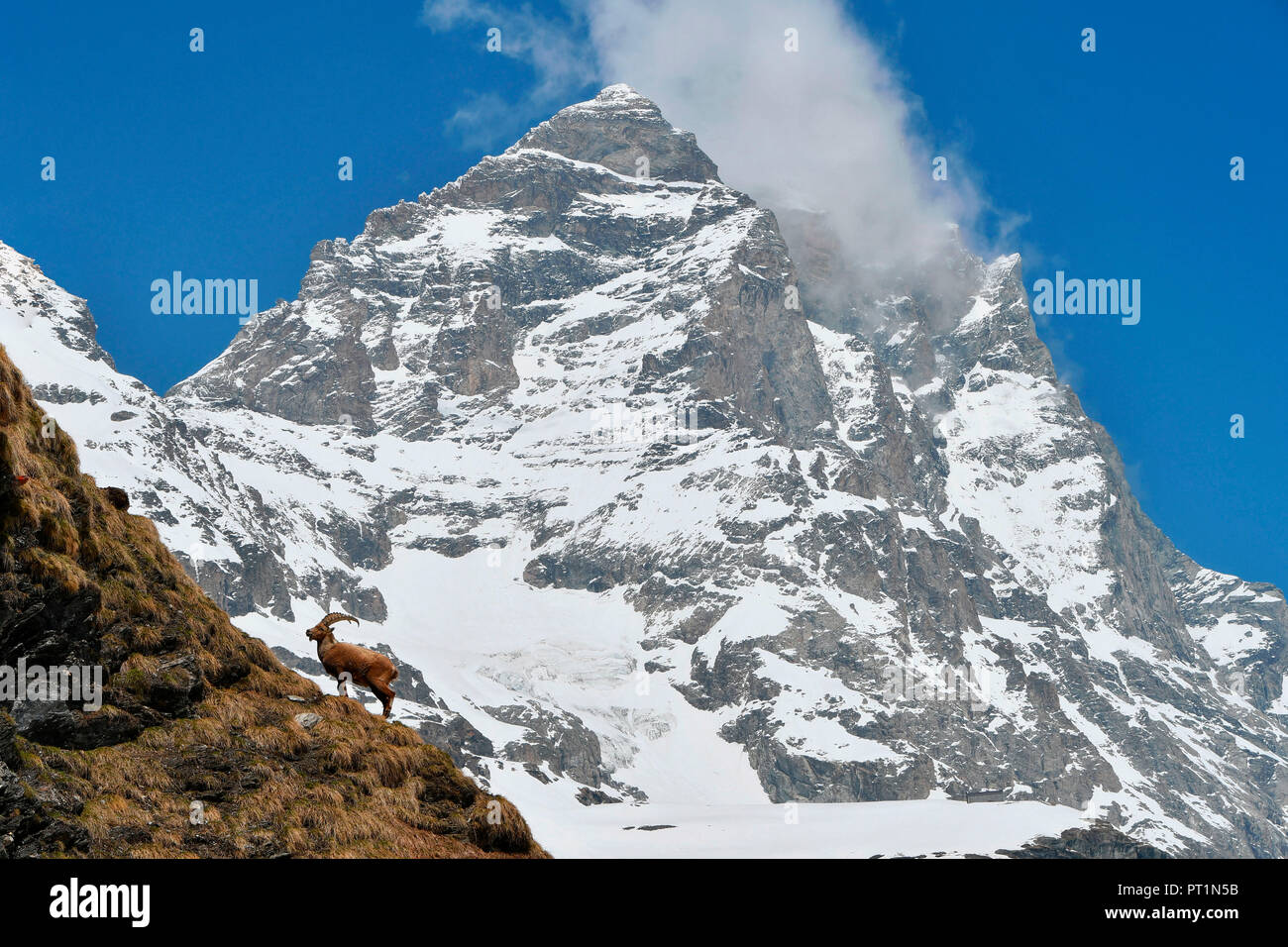 Ibex con il Cervino (Matterhorn) su backgorund, Valtournenche, Valle d'Aosta, Italia Foto Stock