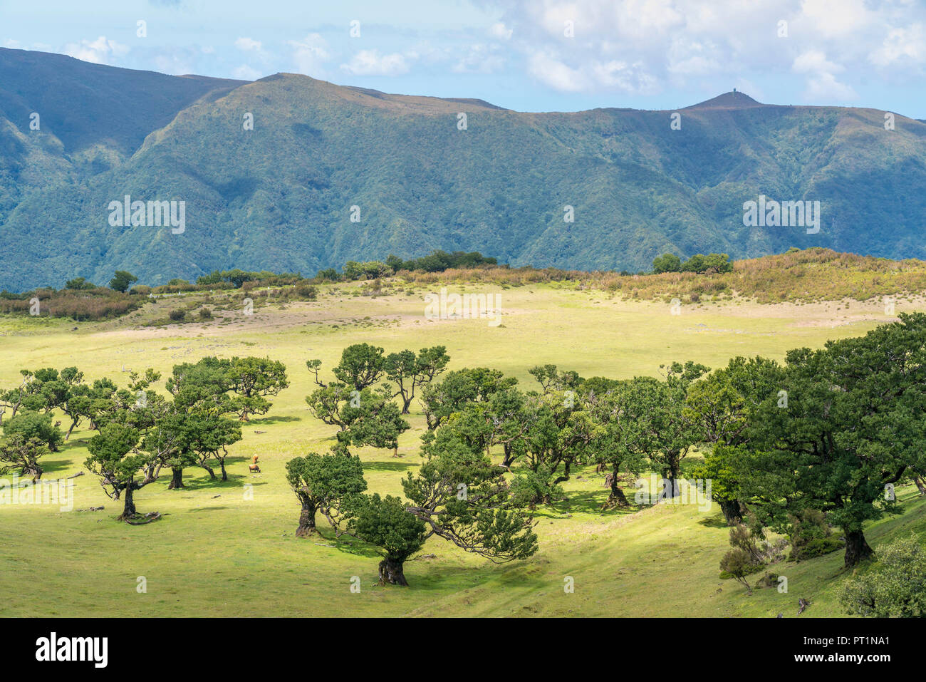 Le mucche al pascolo sotto gli alberi di alloro in la Laurisilva, Sito Patrimonio Mondiale dell'UNESCO, Fanal, Porto Moniz comune, regione di Madera, Portogallo, Foto Stock